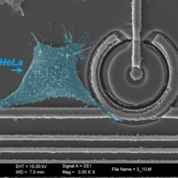 Hela2-366x366